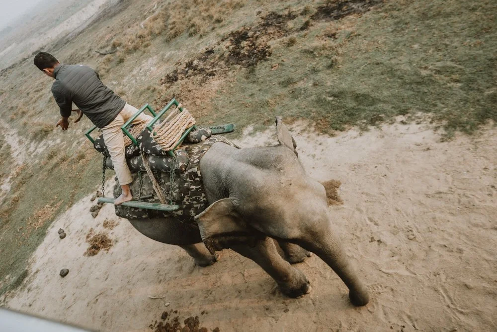 KAZIRANGA_ELEPHANT SAFARI-116.jpg