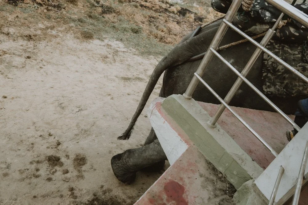 KAZIRANGA_ELEPHANT SAFARI-121.jpg