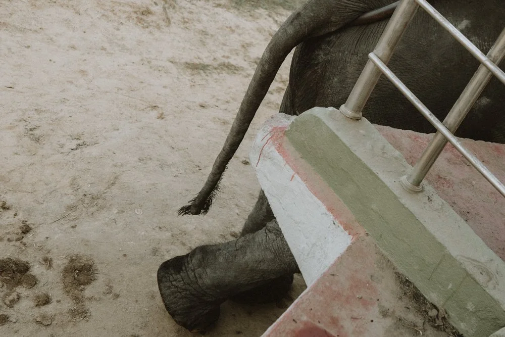 KAZIRANGA_ELEPHANT SAFARI-122.jpg