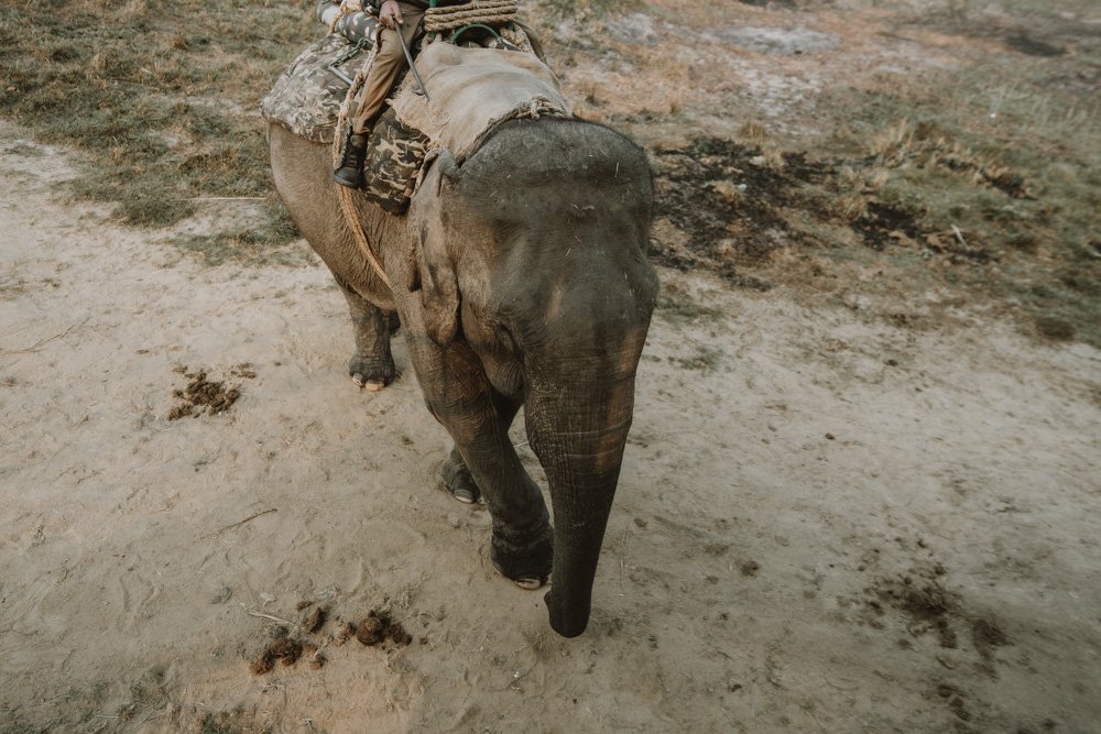 KAZIRANGA_ELEPHANT SAFARI-125.jpg