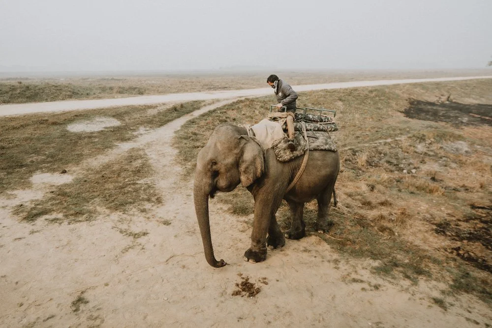 KAZIRANGA_ELEPHANT SAFARI-126.jpg