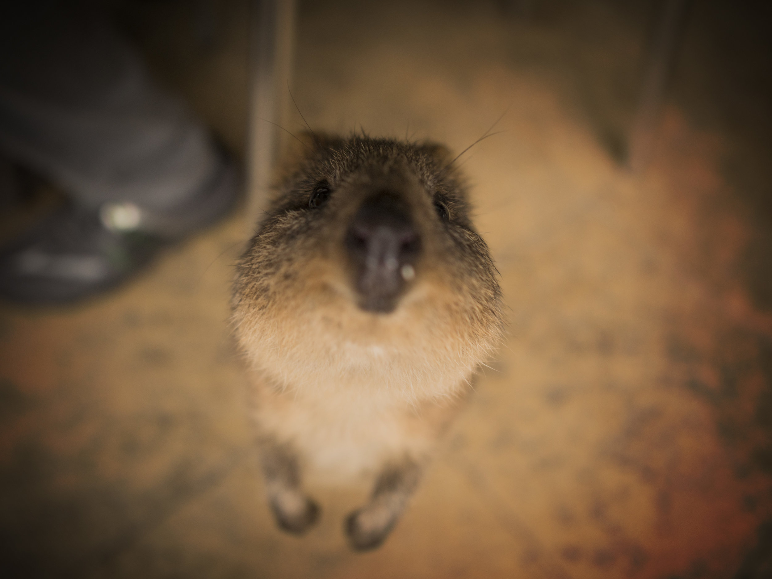 quokka 4.jpg