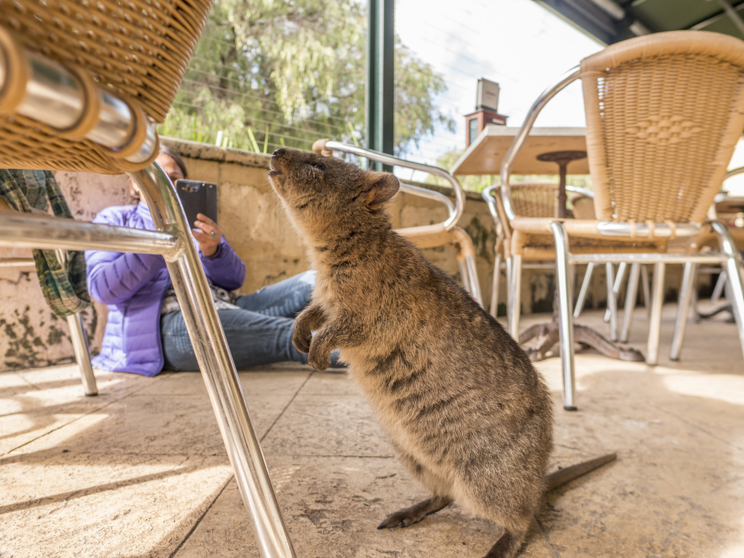 rottsnest quokka 4b.jpg