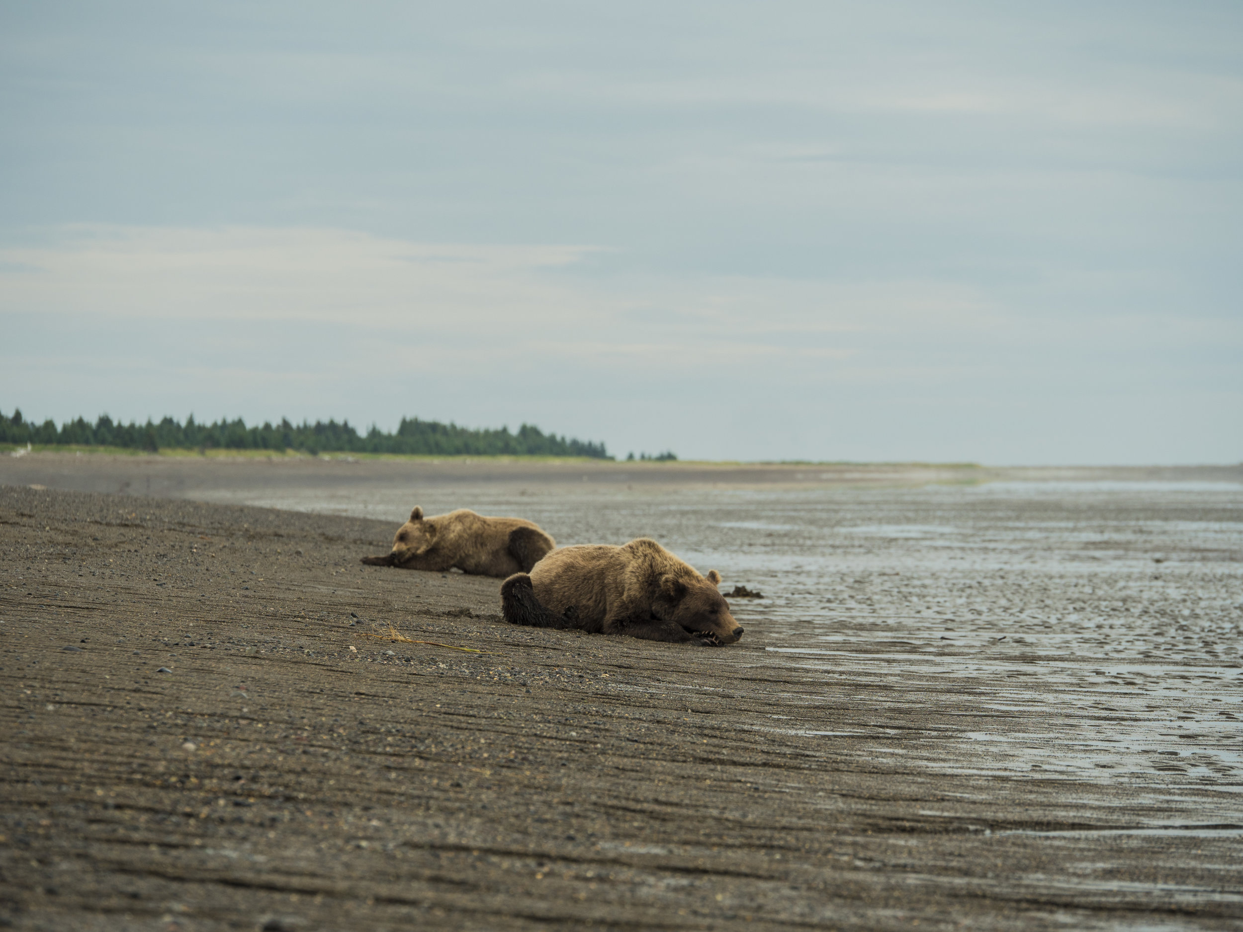 bears of alaska 01.jpg