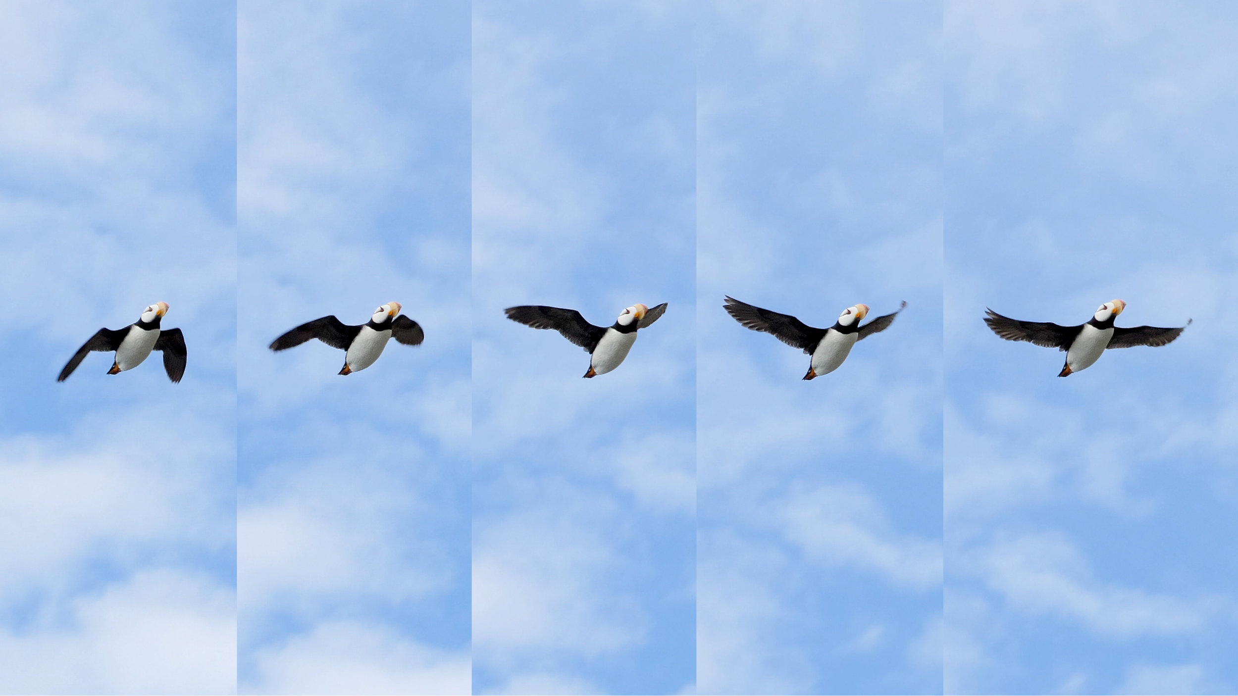 puffin flight.jpg