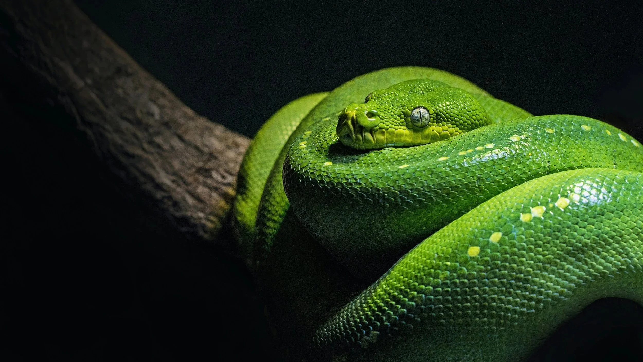 How to Respond, Not React: 🐍 What Snakes Can Teach Us About Leadership