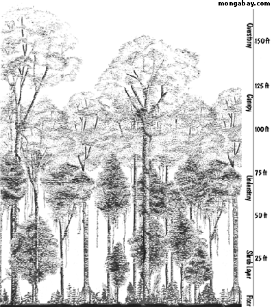 Image credit: Mongabay