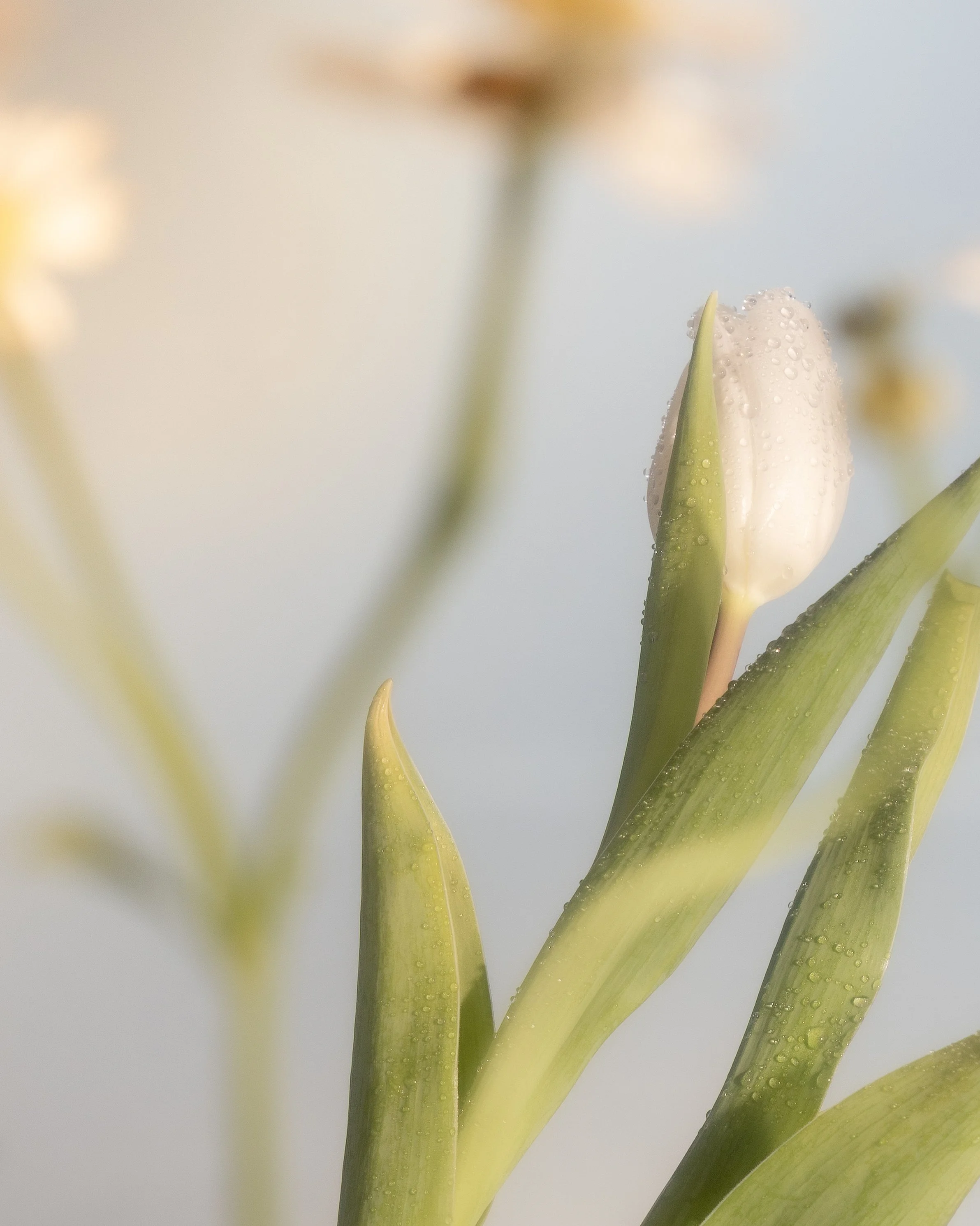 Close-up of a white tulip with dewdrops on its petals, surrounded by green leaves.