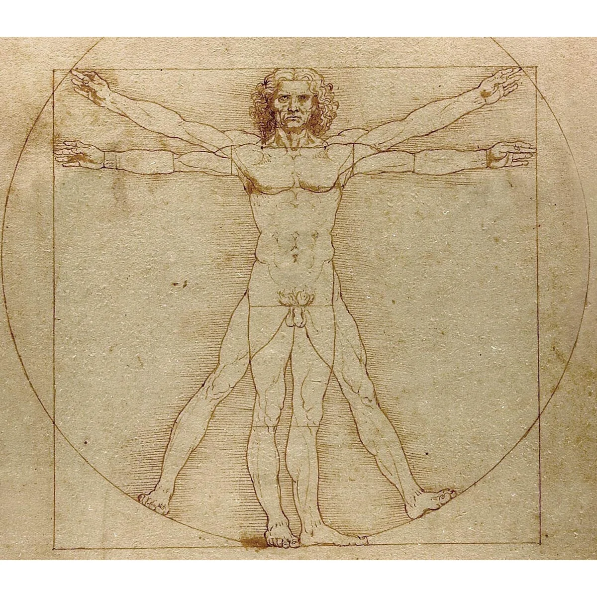 Da_Vinci_VitruvianMan.jpg