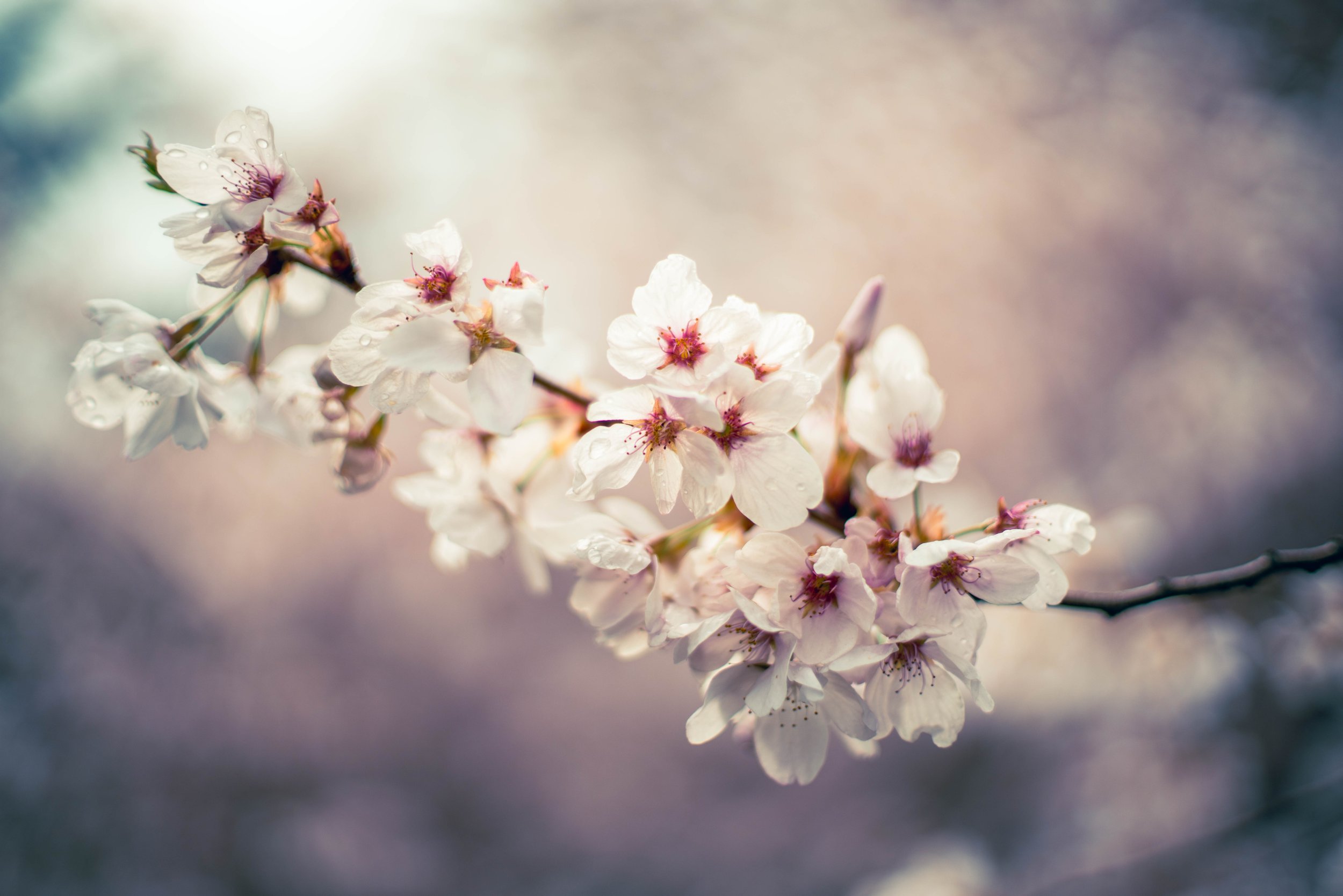 00-wet-flowers.jpg