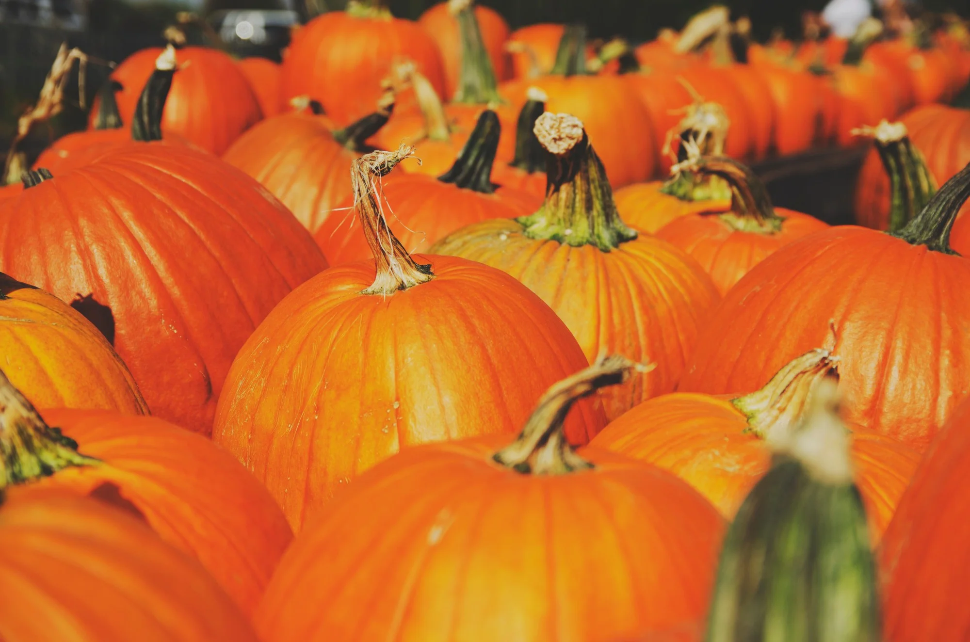 Halloween’s Trick on Me