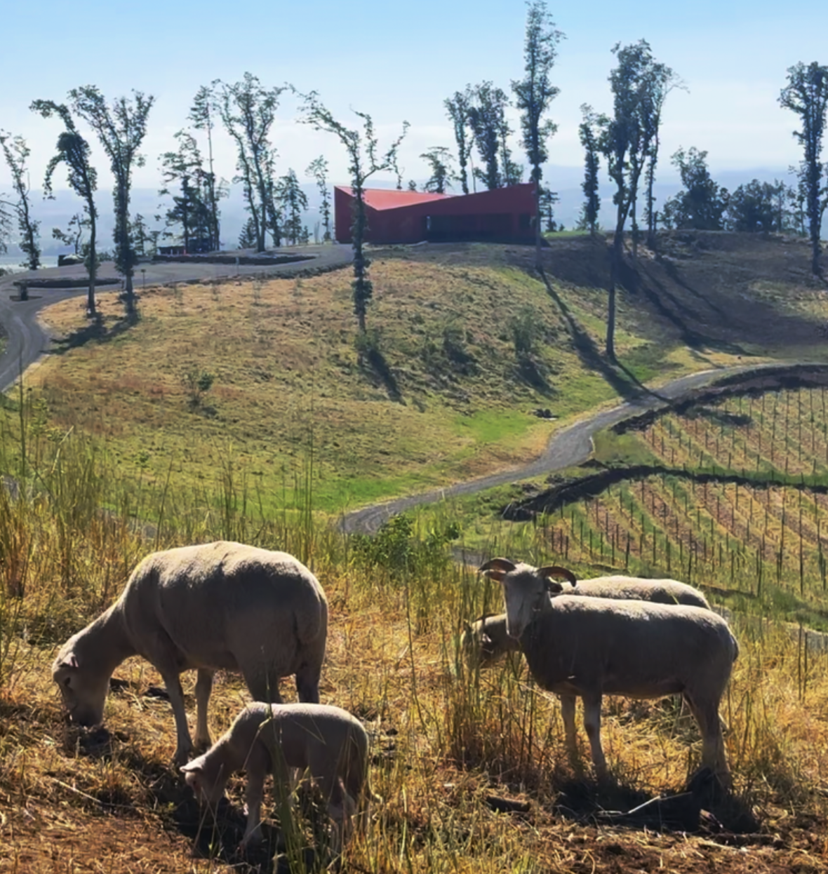 Grows Together / Goes Together: LAMB EDITION