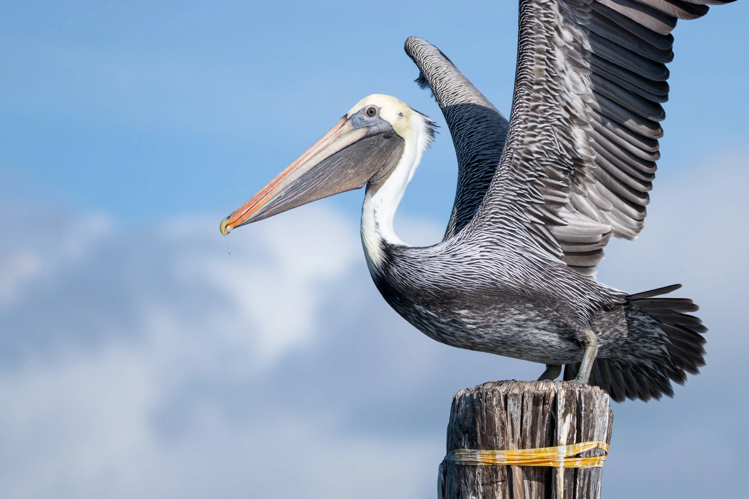 Pelican-ready-for-takeoff.jpg