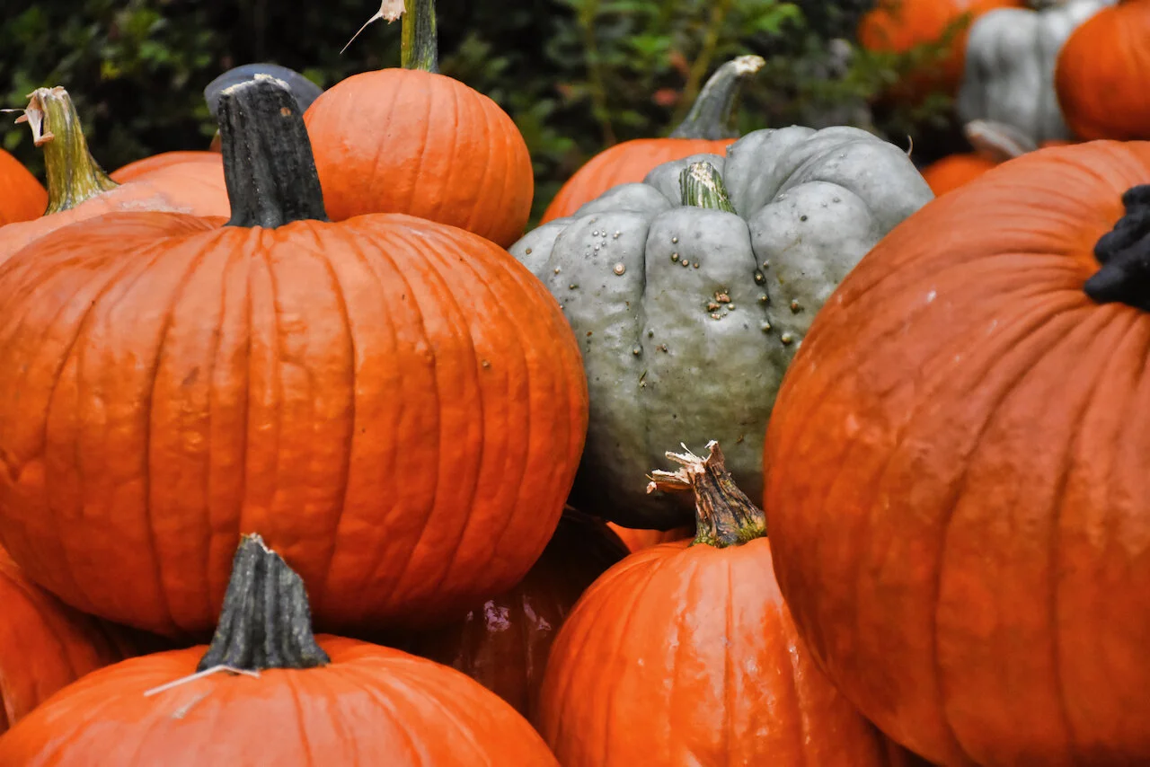 Ecumenical Thanksgiving Worship Service