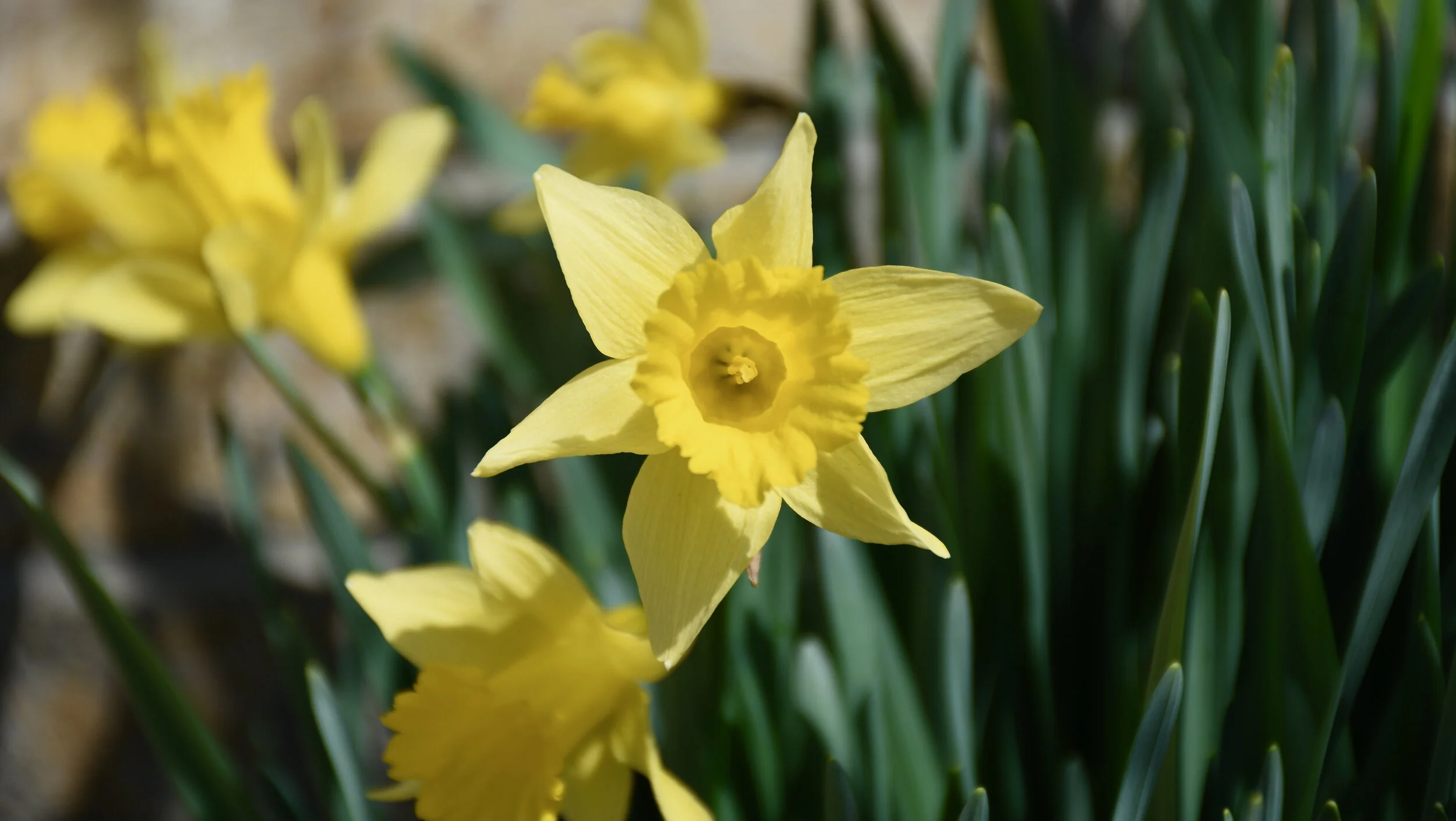 Amercian Cancer Society Daffodil Days!