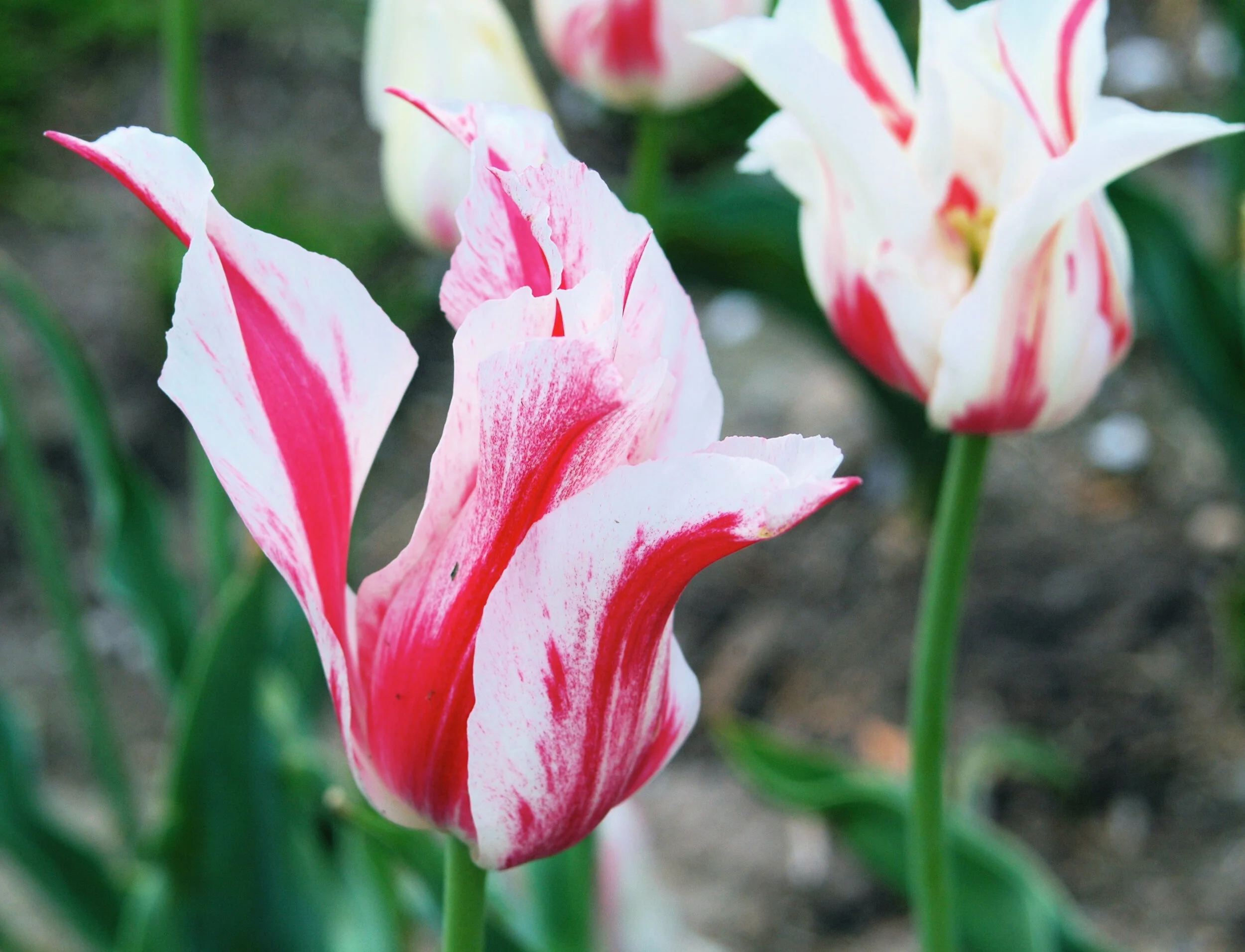 Final Call for American Cancer Society Daffodil (and Tulip) Days!