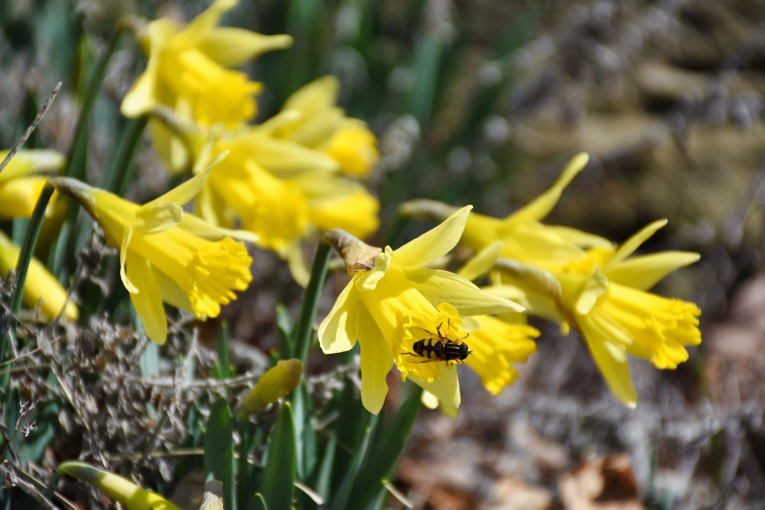 Relay for Life of Sewickley Valley