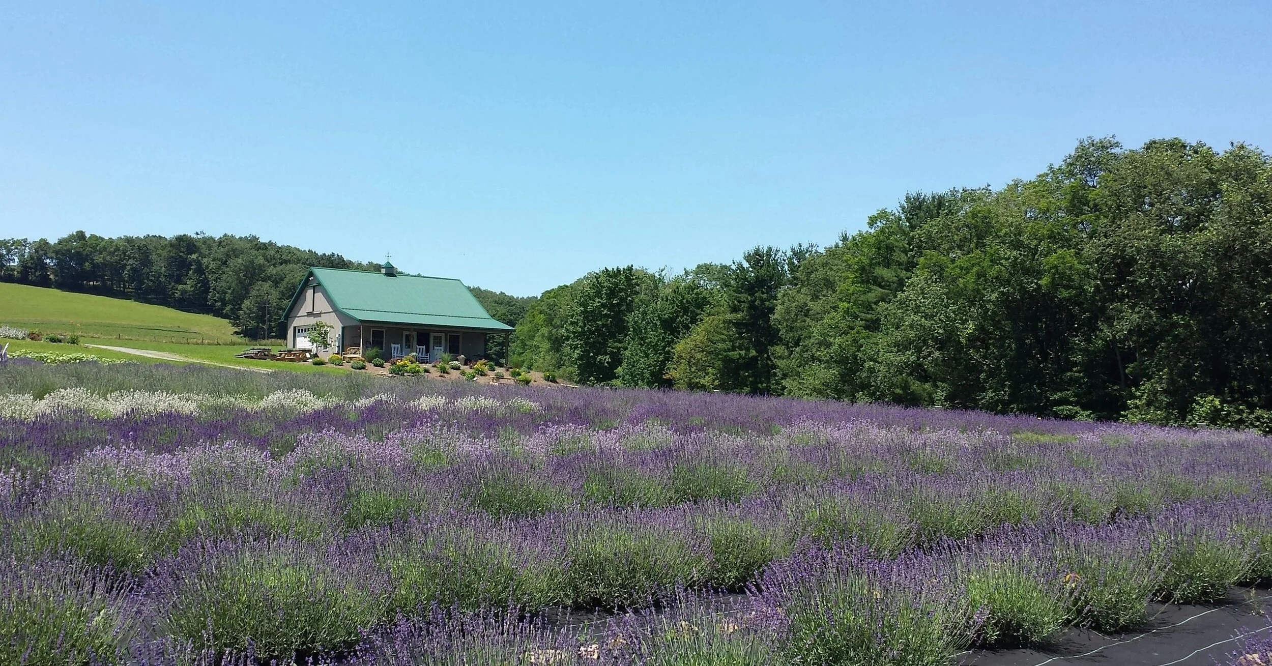 Angels Trip to Lavender Farm