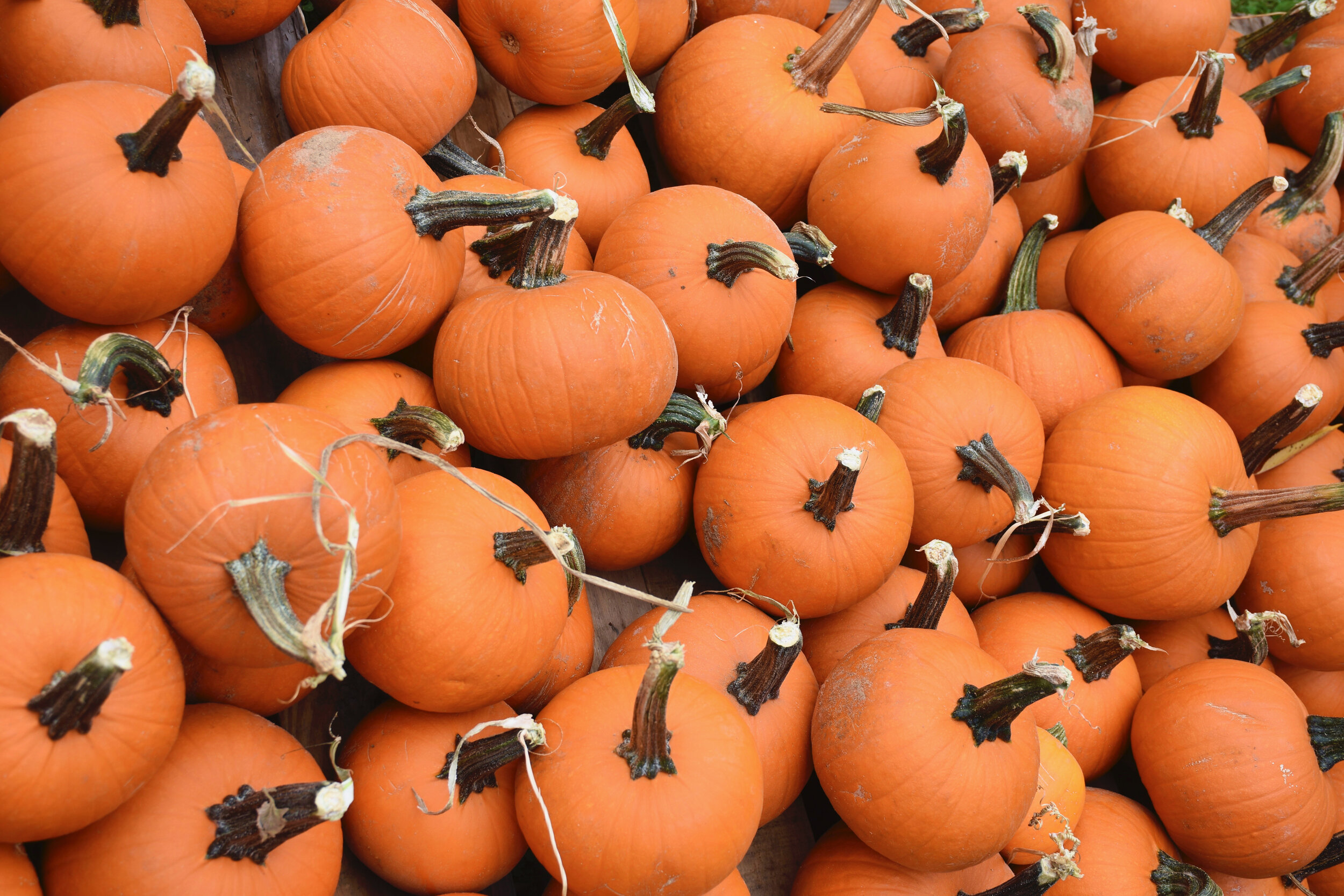 Pumpkin Patch’s 20th Anniversary