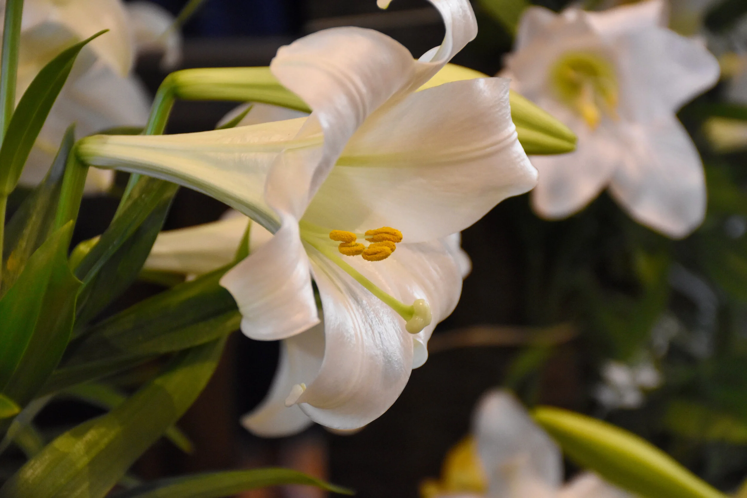 Holy Week &amp; Easter Information