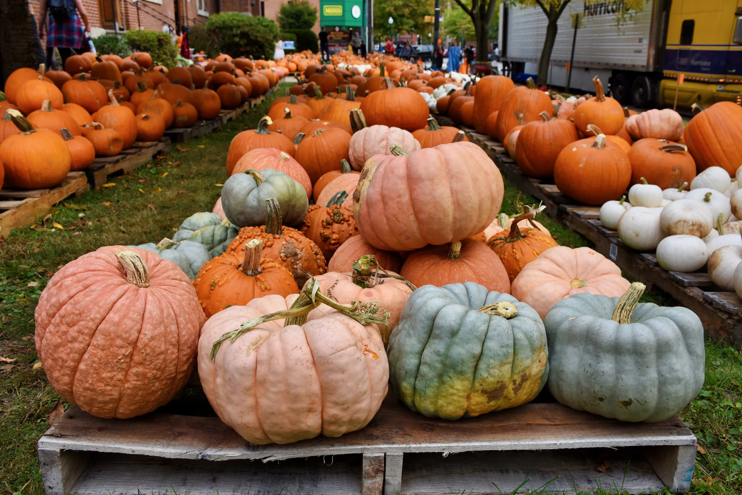 Holy Gourd! Celebrating 20 Years of Pumpkins!!