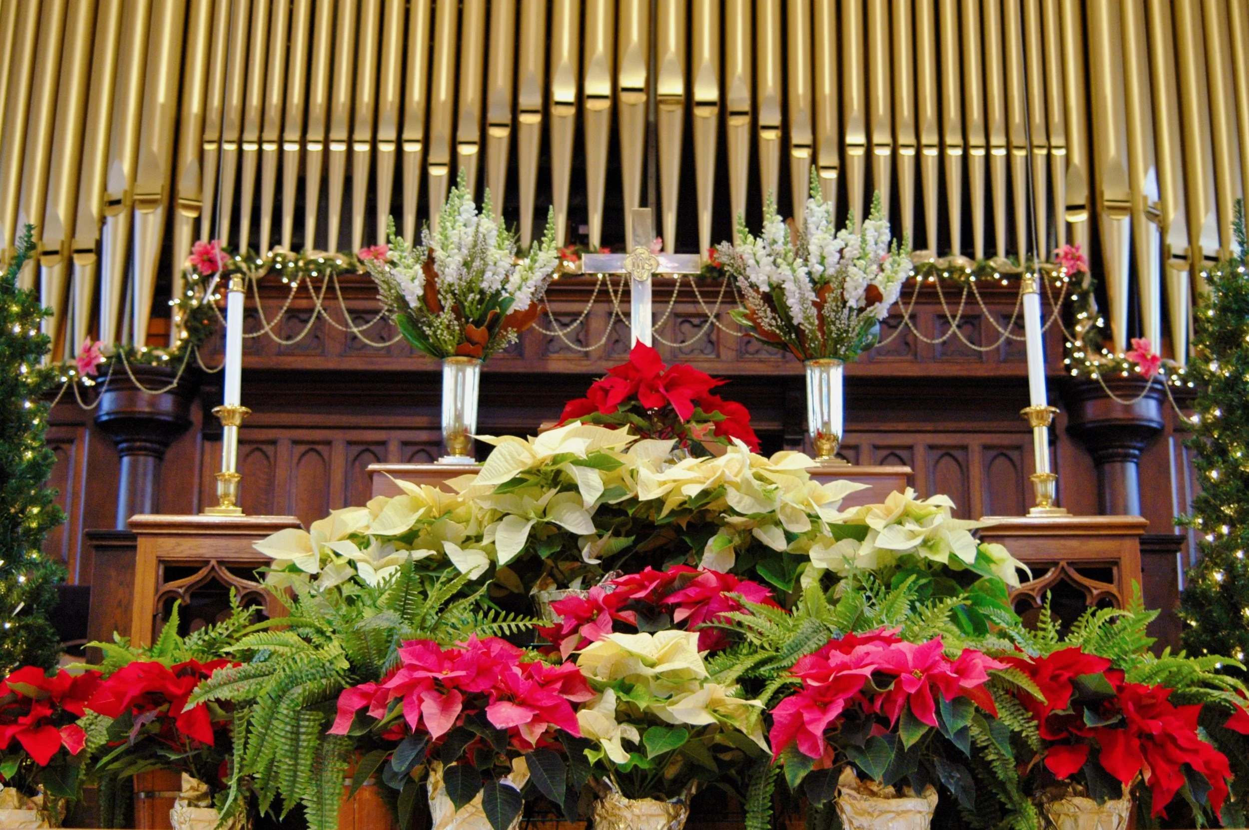 Christmas Poinsettias