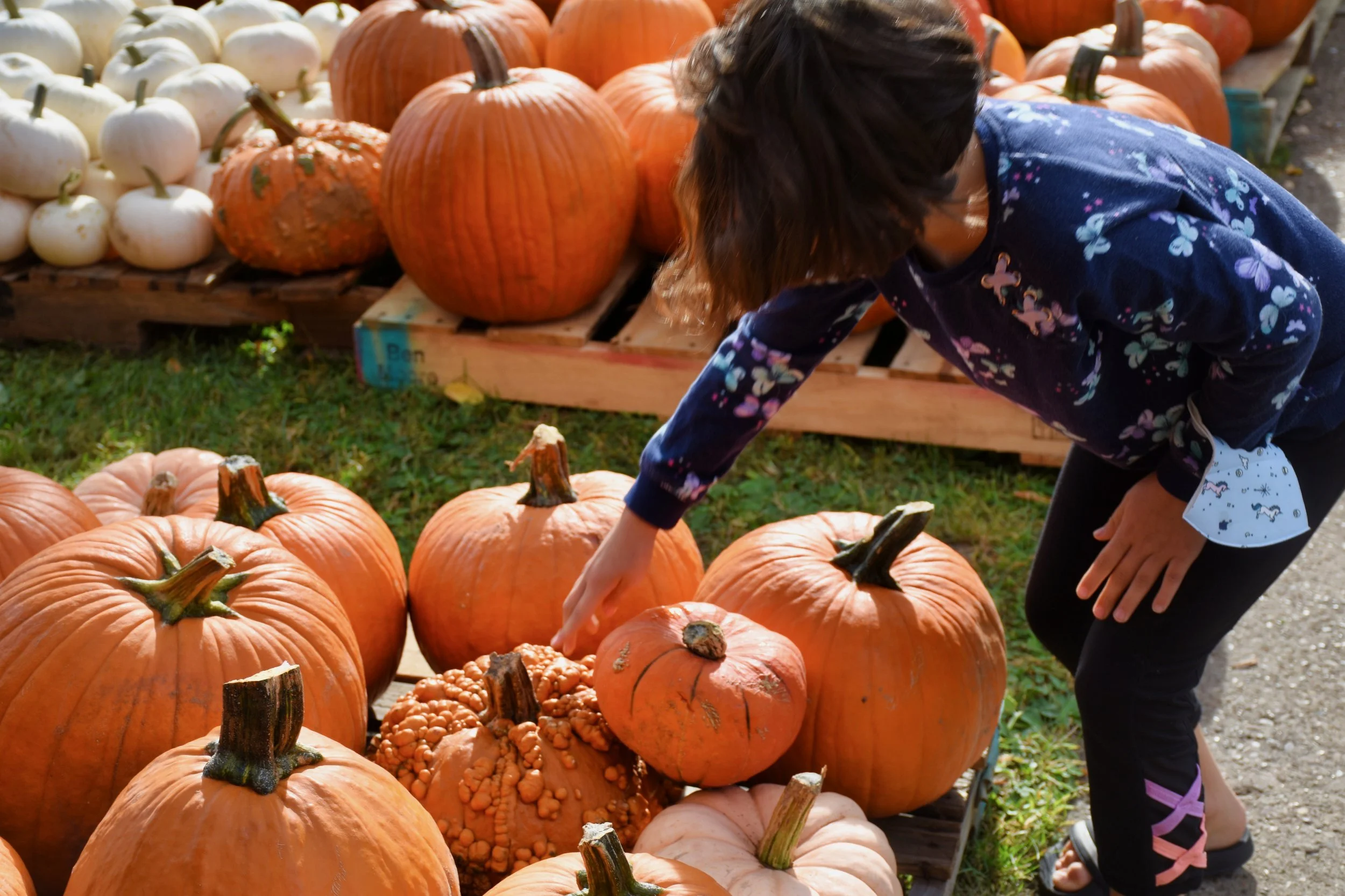 Pumpkin Delivery Time & Hayride Dates Changed