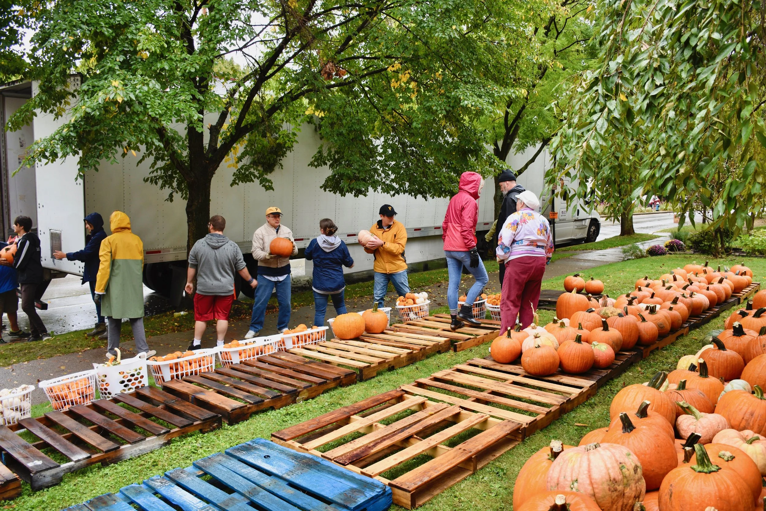 Pumpkin Patch on Trib Live