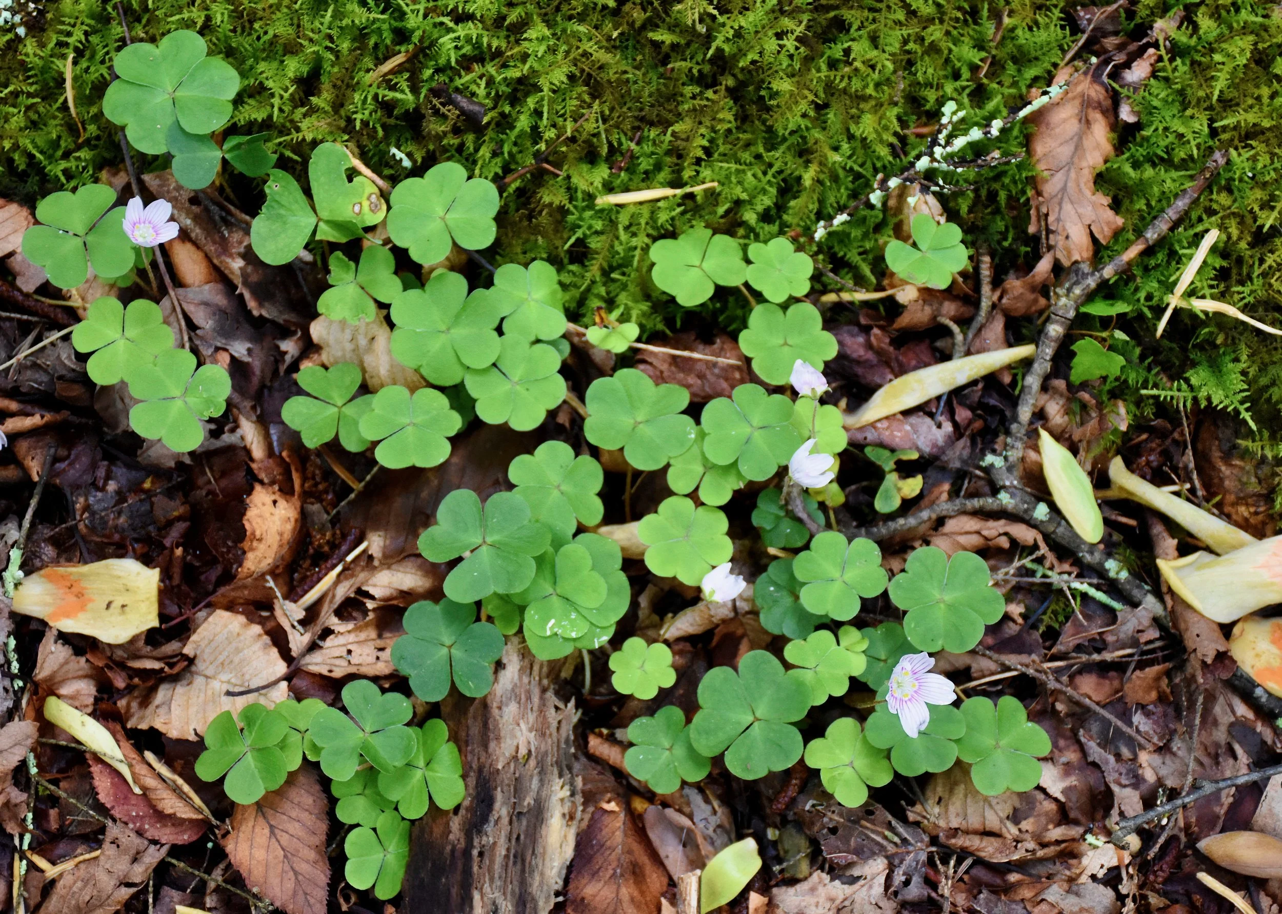 It’s All About the ☘️Green!