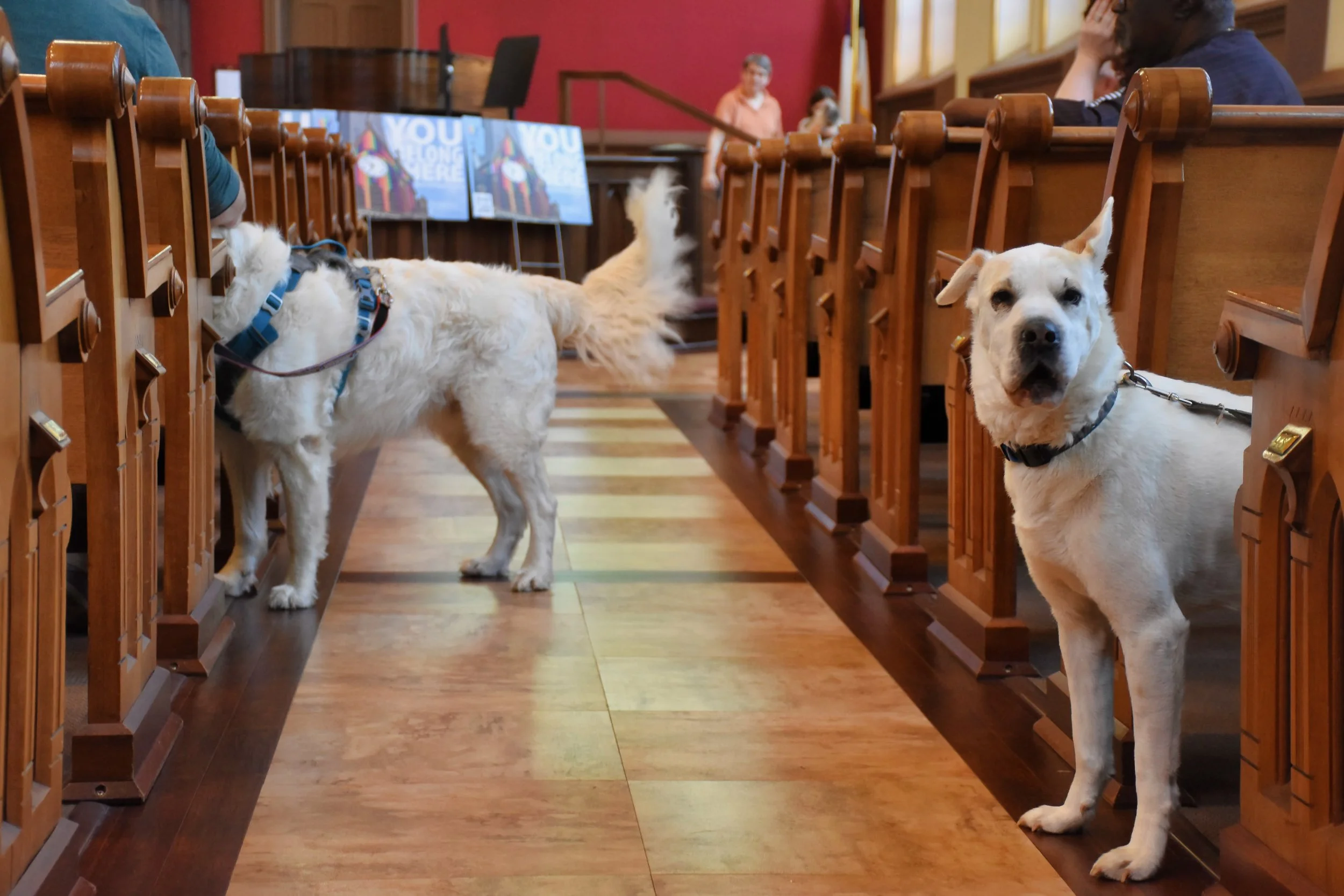 Blessing of the Animals