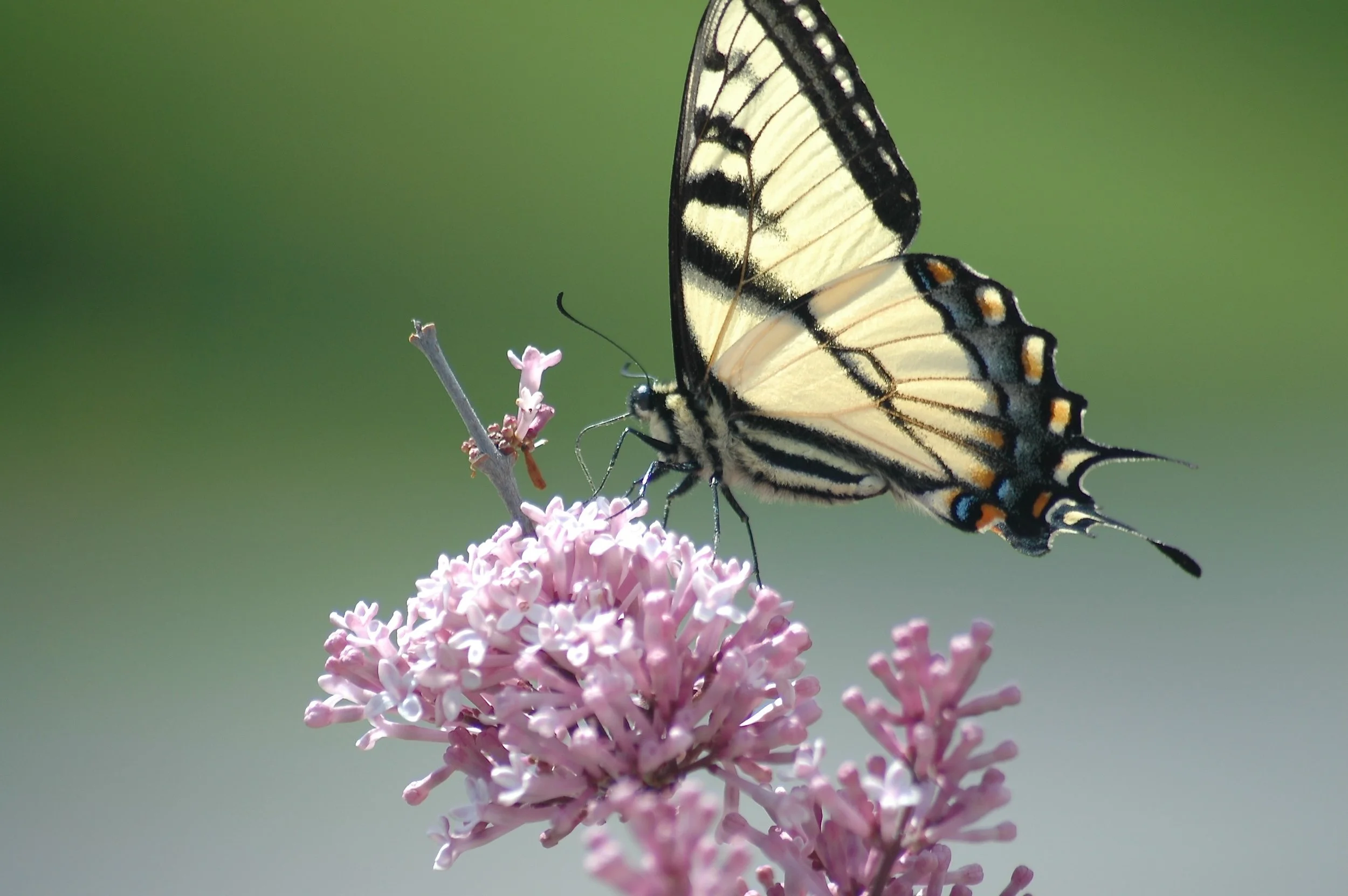 What Comes After Belief?