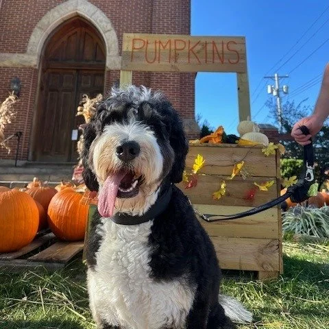 🎃 SOLD OUT! 🎃

That&rsquo;s a wrap on our 24th Annual Pumpkin Patch! We are officially out of pumpkins, folks! 

You absolutely SMASHED it and helped us have a record-breaking year. We are so incredibly grateful for every single person who came out