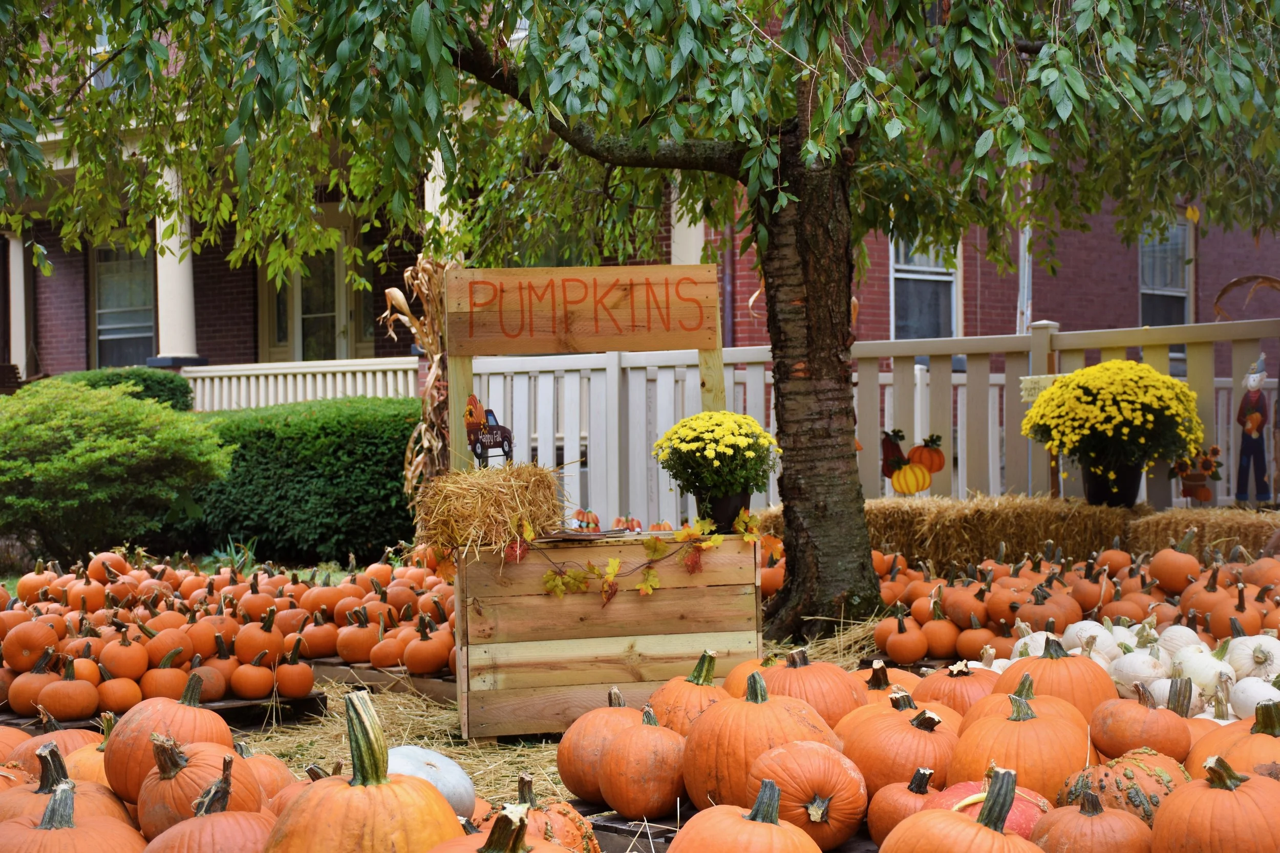 Pumpkins on the ground