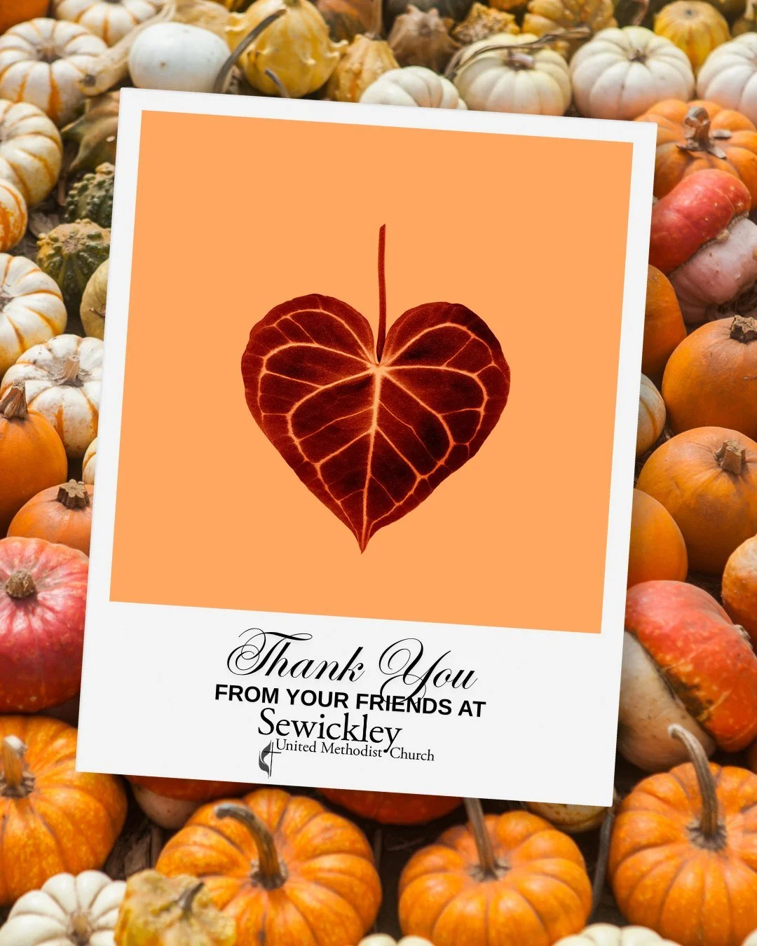 🎃 A massive, heartfelt thank you to everyone who rolled up their sleeves this past weekend to help us unload our second pumpkin shipment! 

Thanks to your incredible energy and heavy lifting, our front lawn at Broad and Thorn Streets has become a vi
