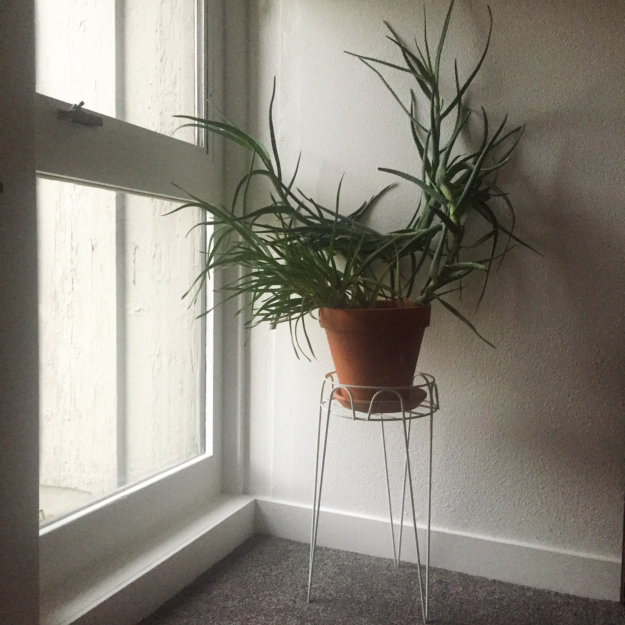 Aloe in Window.jpg