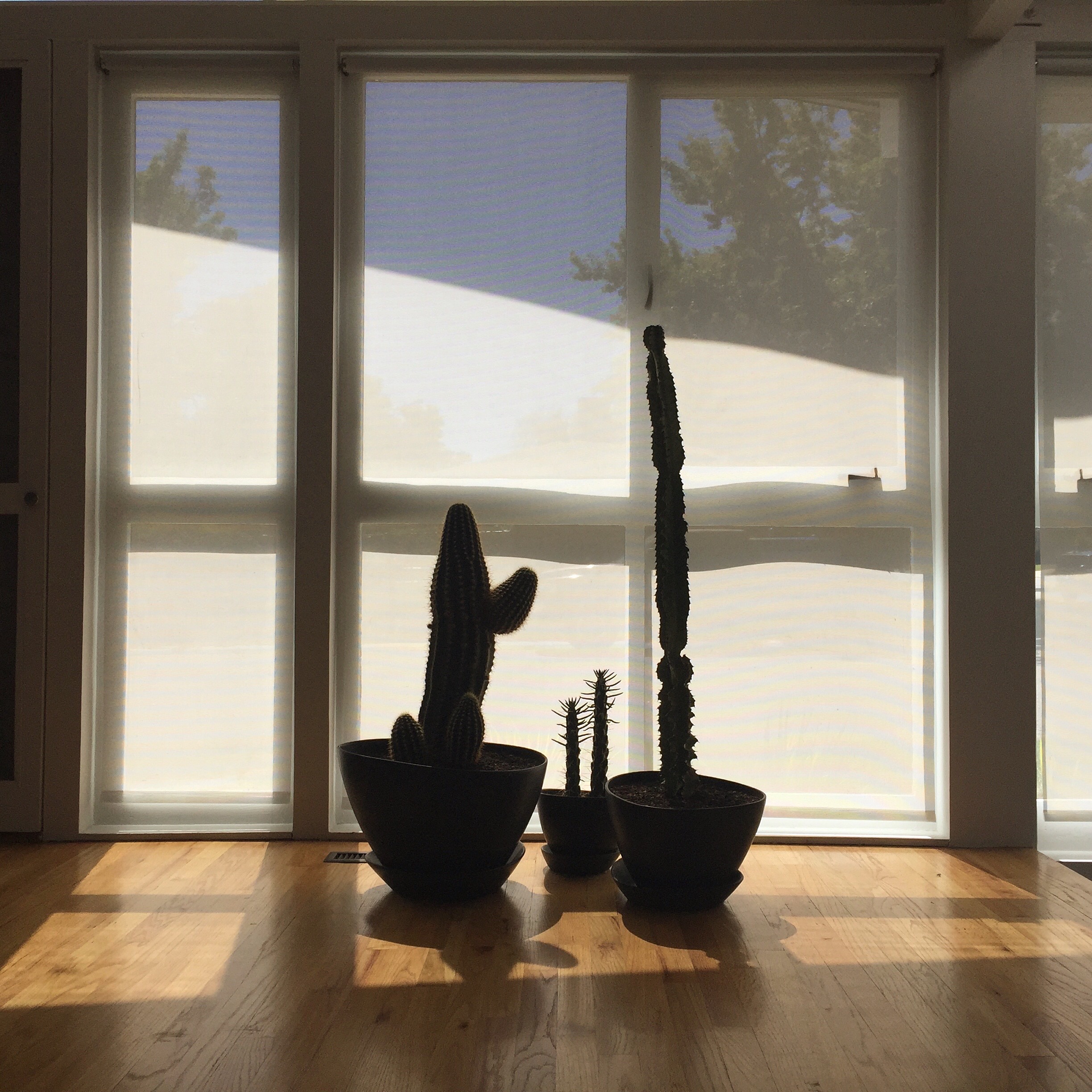 Front windows with cacti.jpg