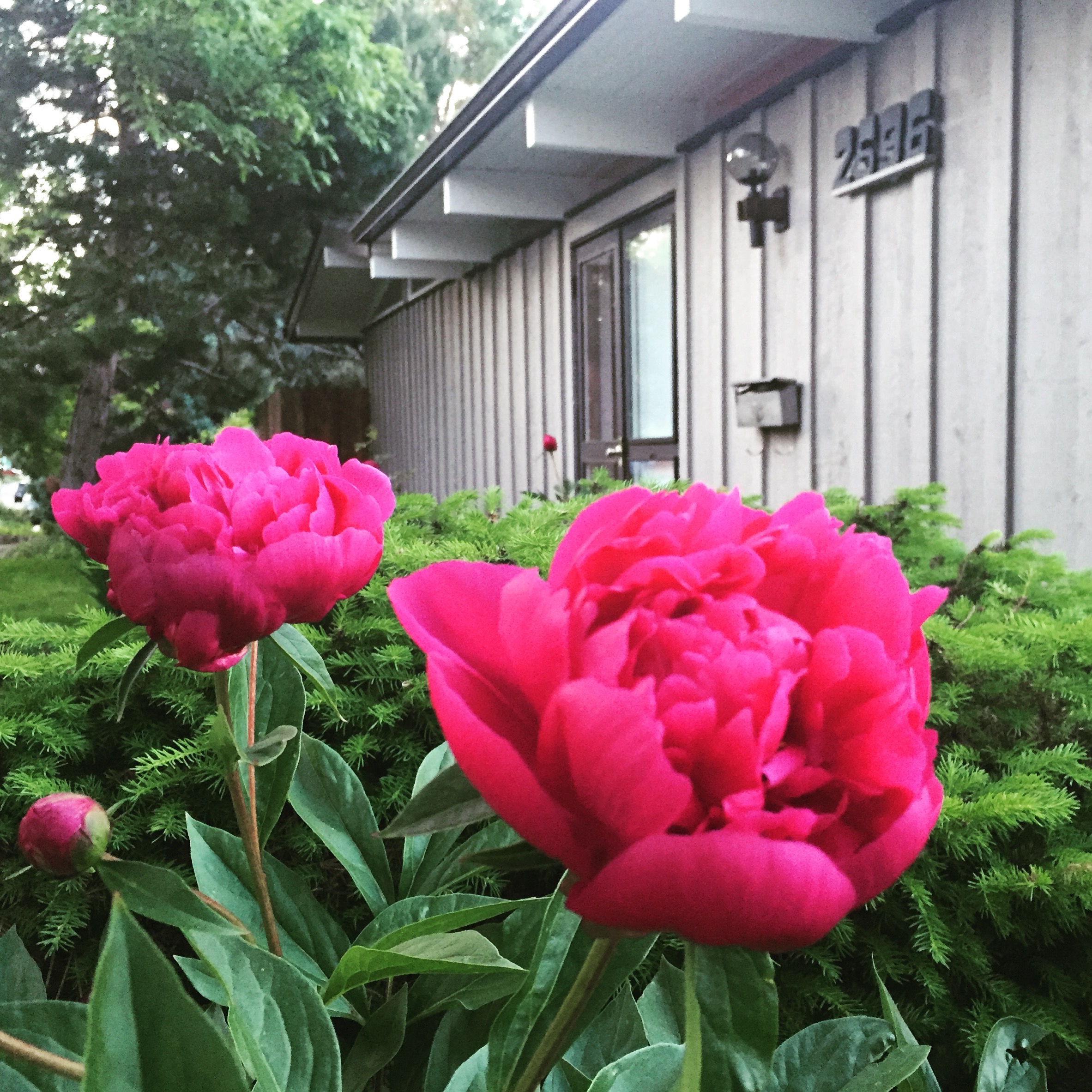 Peonies.jpg