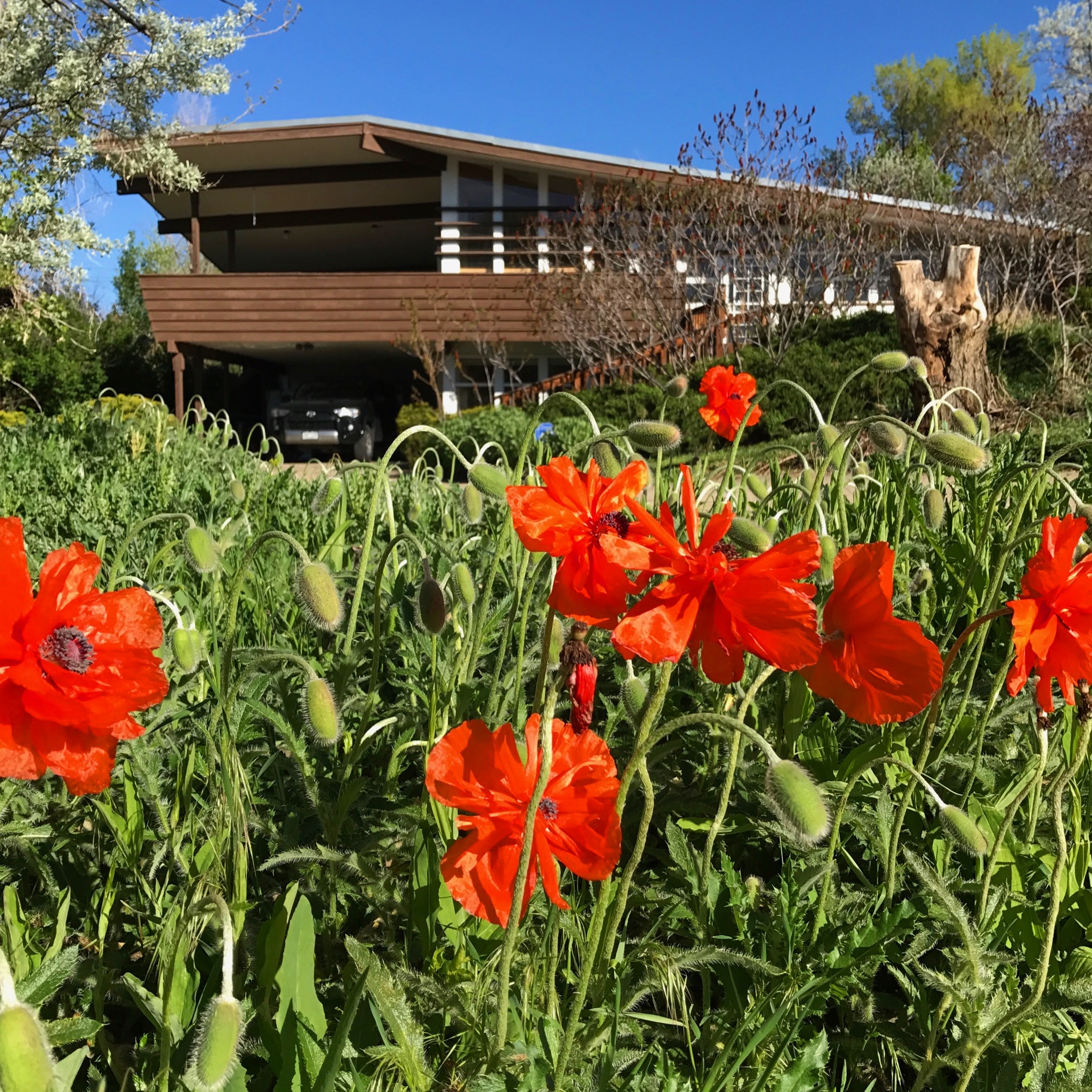 Spring