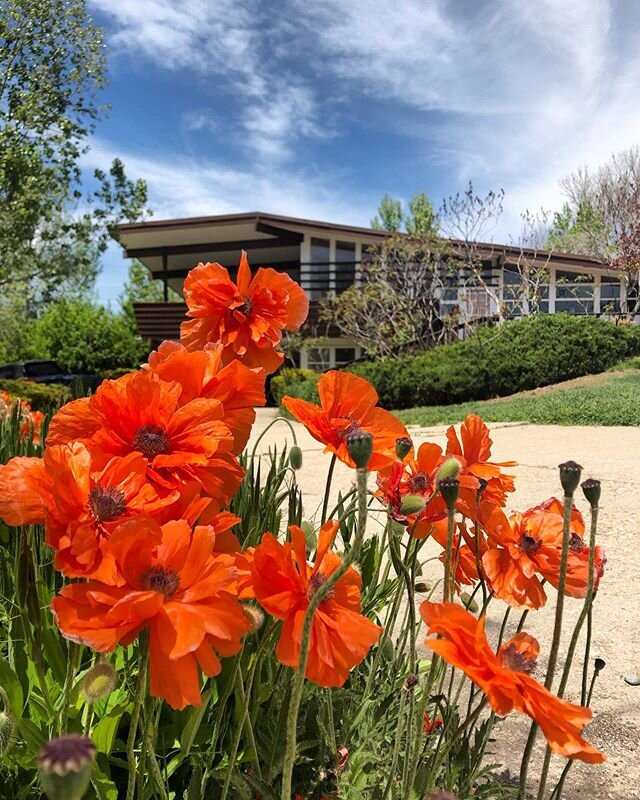 I look forward to this moment each year. The poppies planted by the Patterson family are finally blooming. Also, fun fact: Poppies are my birth flower and I have a tattoo of them on my arm. What&rsquo;s your favorite flower? 🌸 ⁣
⁣
..................