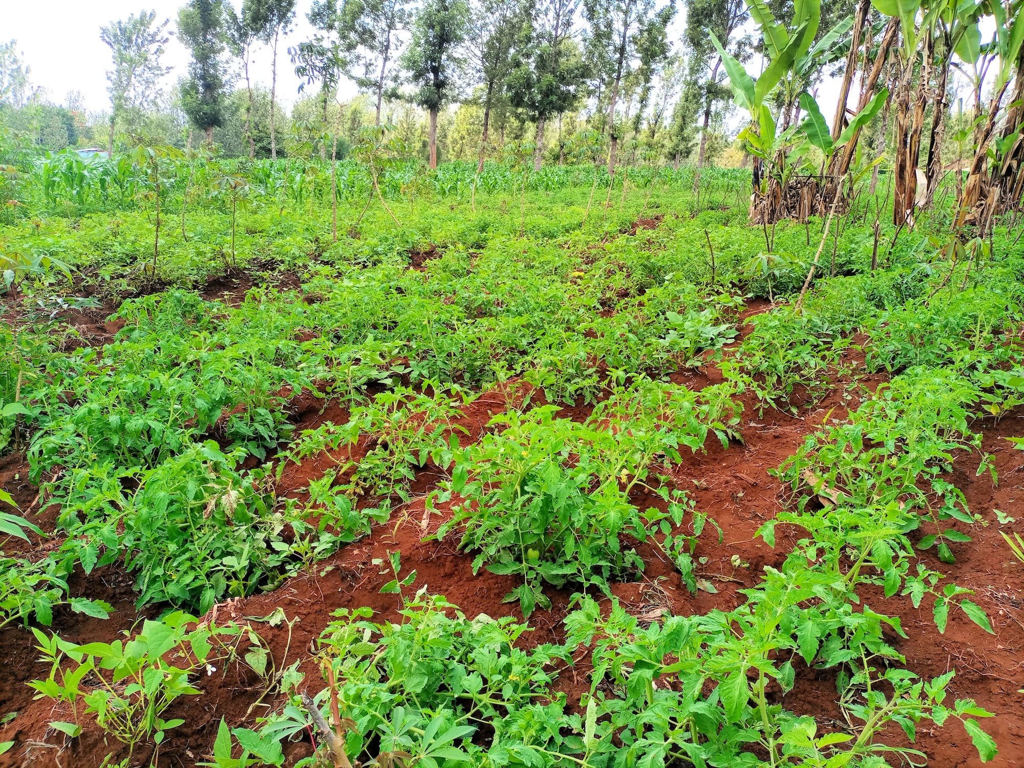 tomato-crops-min.jpg