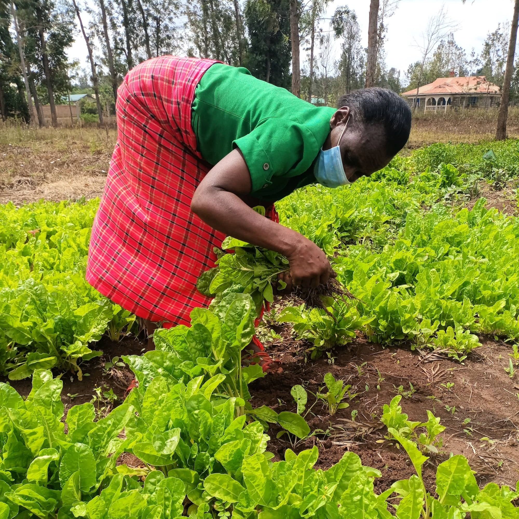 female-picking-crops-min.jpg