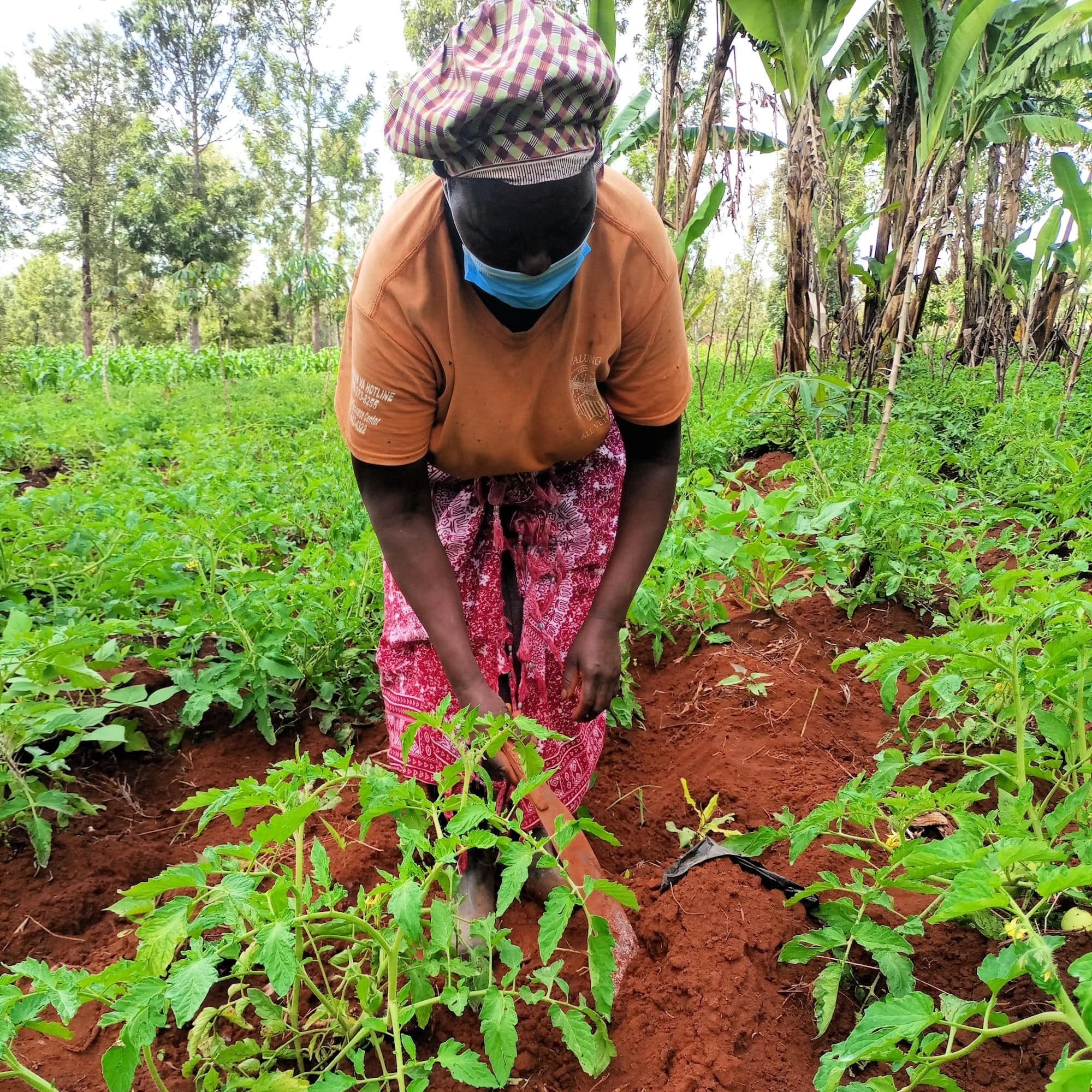 female-picking-tomatoes-min.jpg