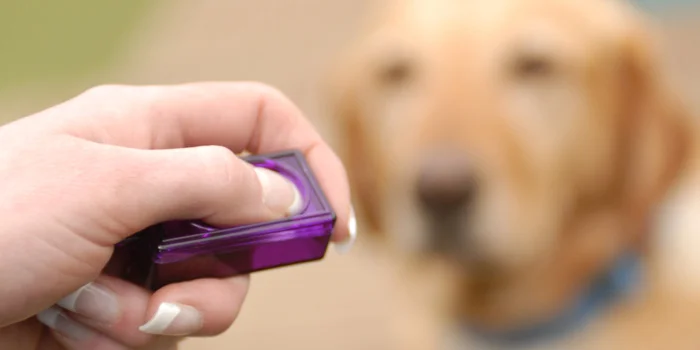 Clicker Training