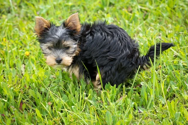 toilet training puppies and dogs
