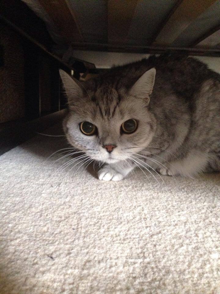 Trigger stacking and what it can mean for your pet
