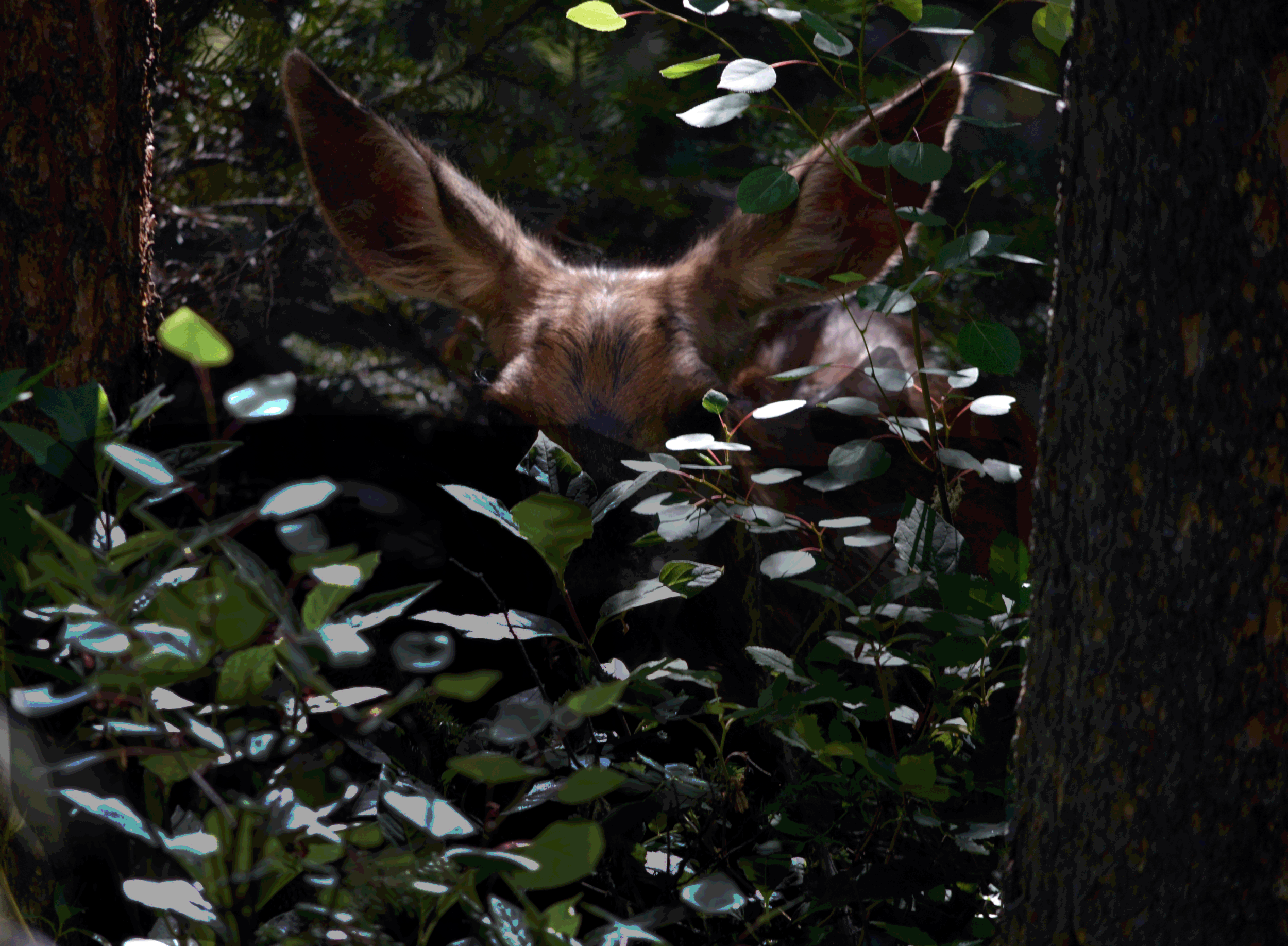 Deer Gaze