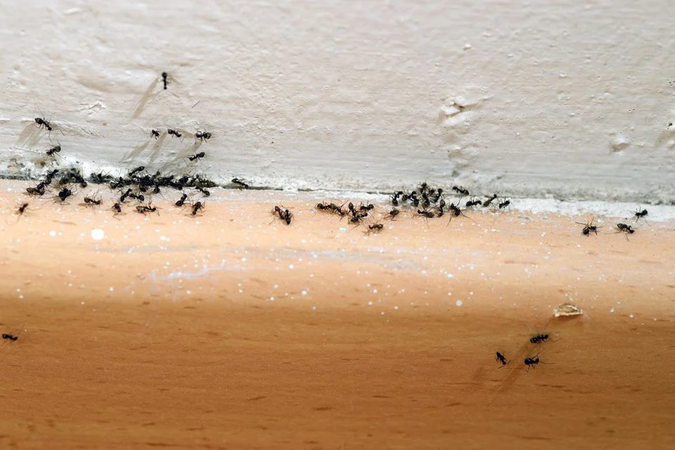 9 Simple Steps to Get Rid of Ants and Keep Ants Out