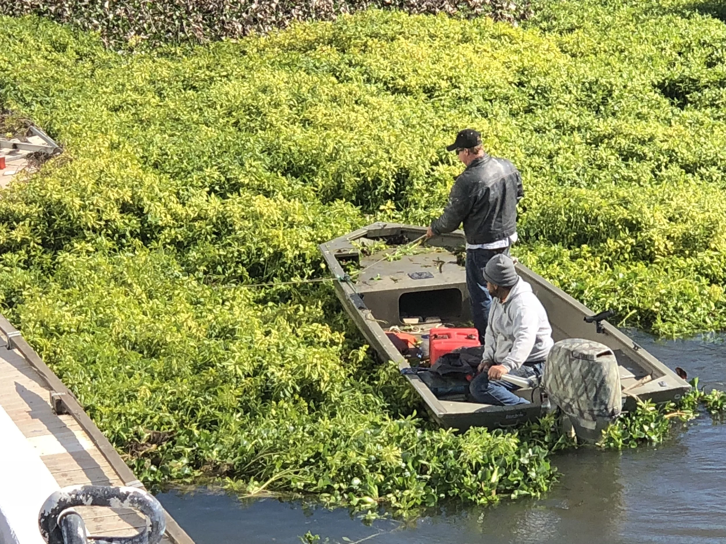 Clearing the vegetation.jpg