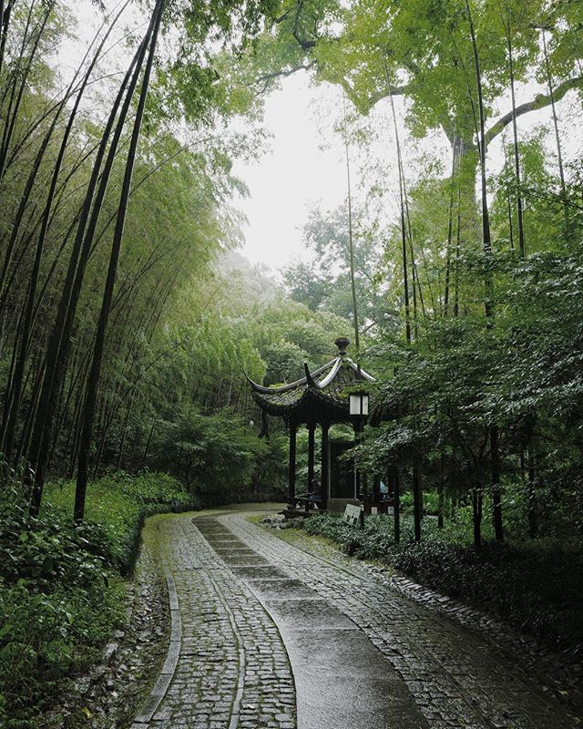 Bamboo forest in Hangzhou