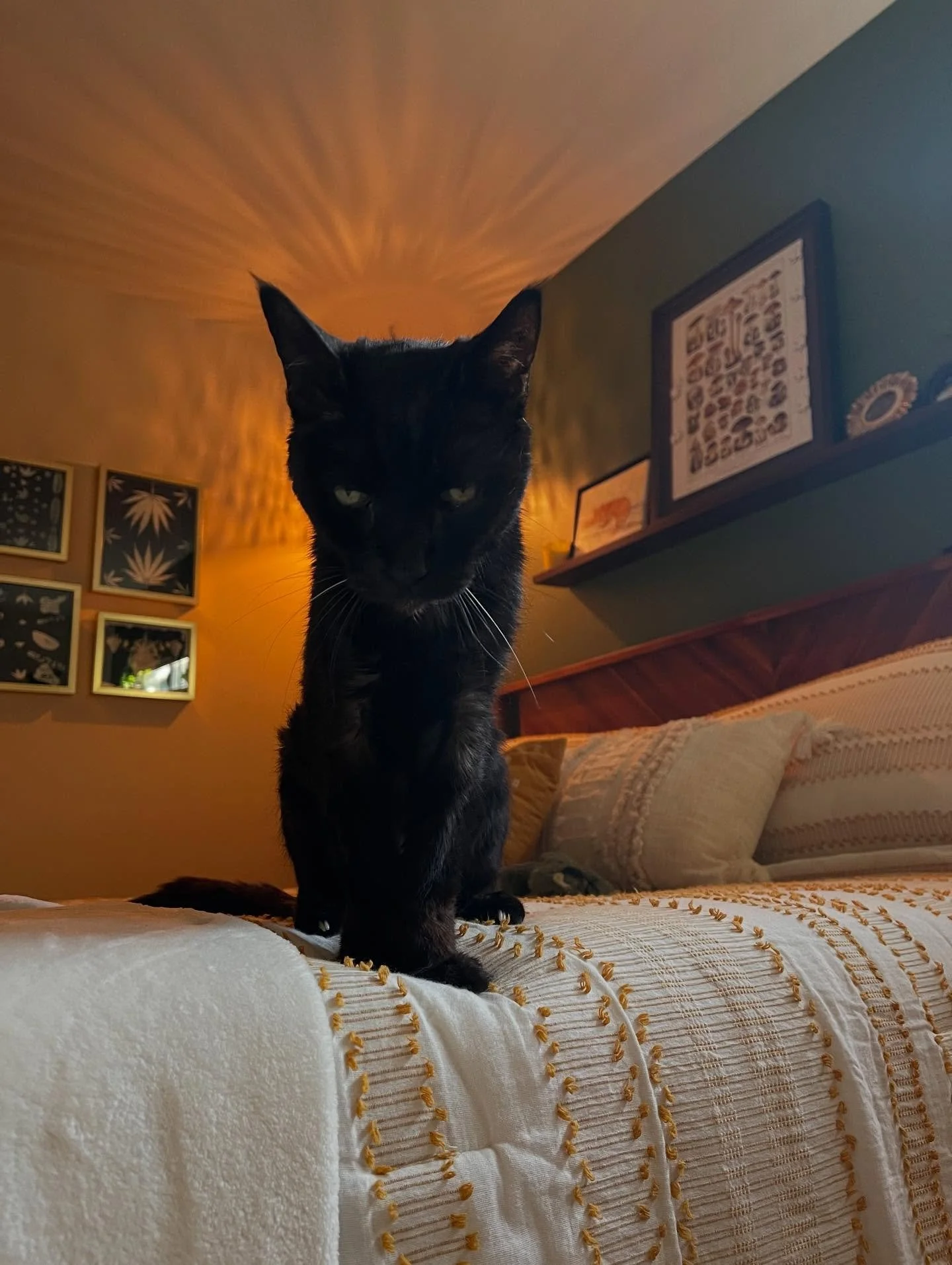 Just the best cat in the world. 😈
Keep reading for some unrelated thoughts. I was just thinking about how Instagram used to be a cool place for artists. Maybe it still is for some, but it hasn&rsquo;t been a great fit for me lately. 
1 - I haven&rsq